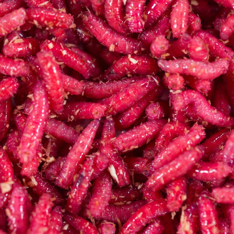 No Brand Appâts Vivants De Pêche , Gozzers Rouges 1/2 L 3 No Brand Appâts Vivants De Pêche , Gozzers Rouges 1/2 L