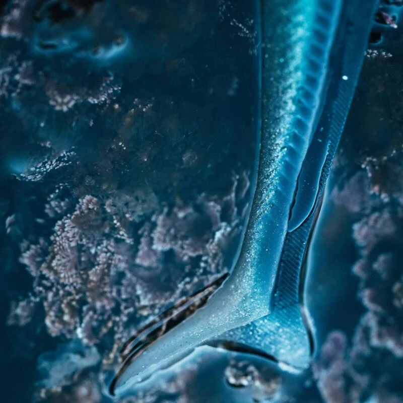 COMBO Leurres Souples Shad Lançon EELO 110 8gr AYU/BLEU 5 COMBO Leurres Souples Shad Lançon EELO 110 8gr AYU/BLEU – Image 3