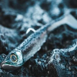 COMBO Leurres Souples Shad Texan ANCHO 120 50g Dos Noir/dos Blanc Pêche En Mer 12 COMBO Leurres Souples Shad Texan ANCHO 120 50g Dos Noir/dos Blanc Pêche En Mer -Matériel De Pêche combo leurres souples shad texan ancho 120 50g dos noirdos blanc peche en mer 3